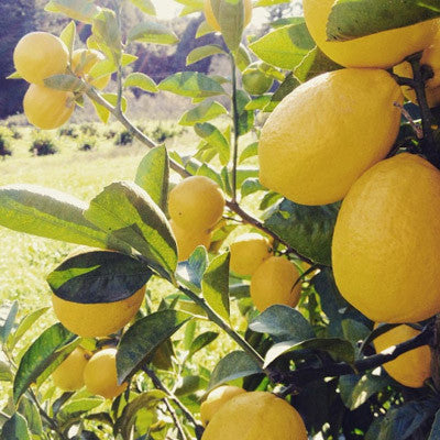 salt-preserved MEYER LEMON