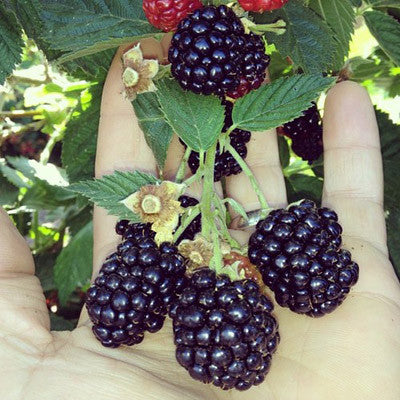 triple crown BLACKBERRY jam