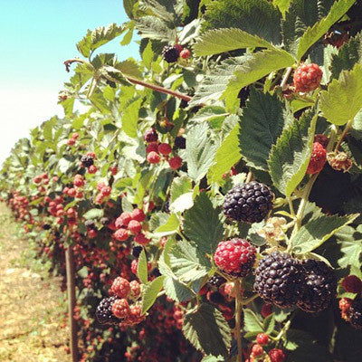 triple crown BLACKBERRY jam