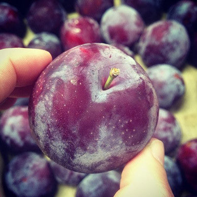 santa rosa PLUM jam