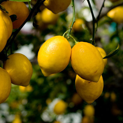 meyer Lemon marmalade! Made from organic meyer lemons frown in the Capay Valley of California, organic unrefined cane sugar and water. A cross between a lemon and a sweet orange, meyer lemons are sweeter and more floral than traditional lemons. Our jam is a balance between the wonderfully tart lemony bite, the bitter tinge distinctive of citrus marmalades, and the luscious sweetness (but not-too-sweet) typical of our jams.