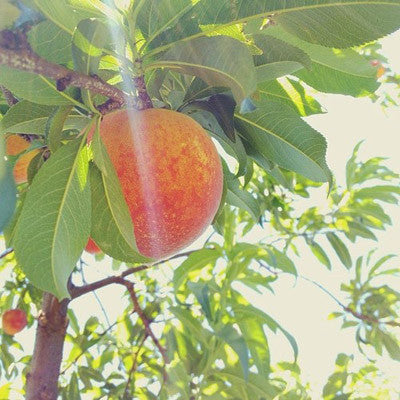 spring lady PEACH jam